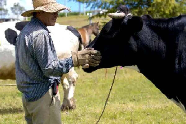 Estricta estrategia binacional desde agosto. Sureste con más casos activos de barrenador. Avanza planta de mosca estéril en Metapa, Chiapas