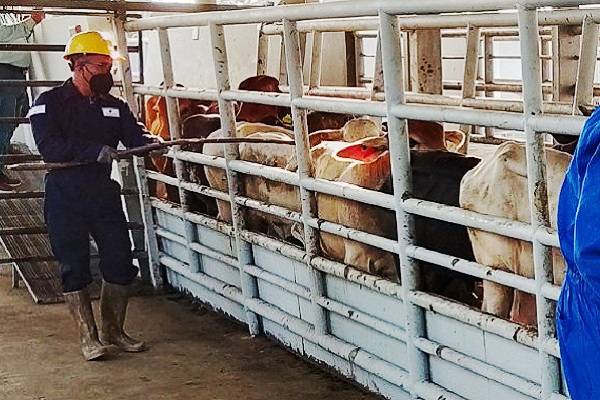 En Diario Oficial se publica ampliación de acciones contra el gusano barrenador. Senasica refuerza medidas contra plaga exótica altamente transmisible